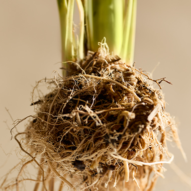 Gros plan de v&eacute;tiver, note de fond de la fragrance